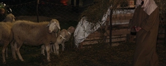 Presepe-vivente-2009-172