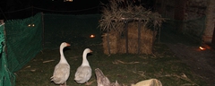 Presepe-vivente-2010-112