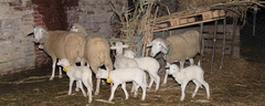 Presepe-vivente-2010-135