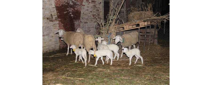 Presepe-vivente-2010-135
