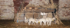 Presepe-vivente-2010-292