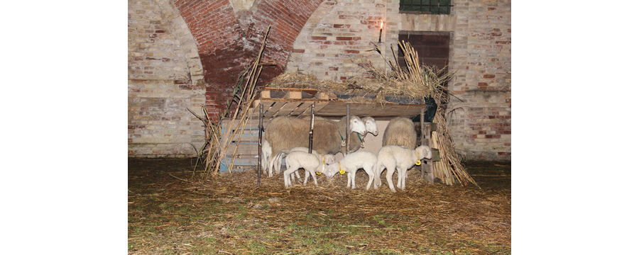 Presepe-vivente-2010-292
