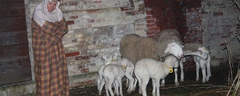 Presepe-vivente-2010-333
