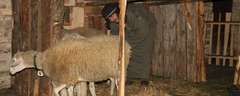 Presepe-vivente-2011-168